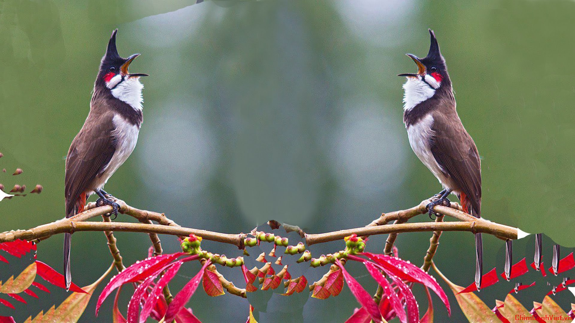 Những nết chơi của chim chào mào ít người biết để có thể đi thi | Diễn Đàn  Chim Cảnh Việt Nam