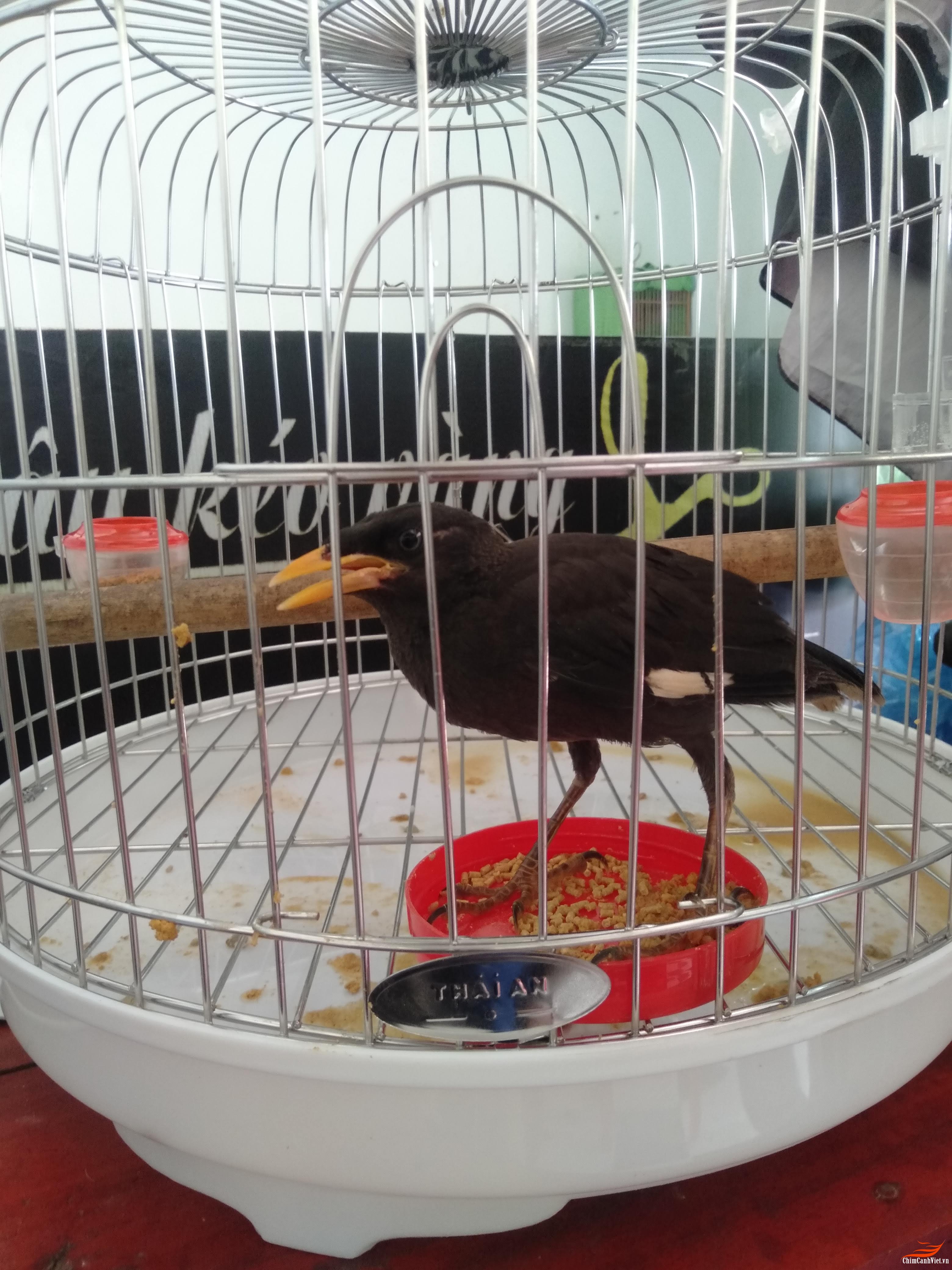 Chim sáo vàng thái - Chugiong.com