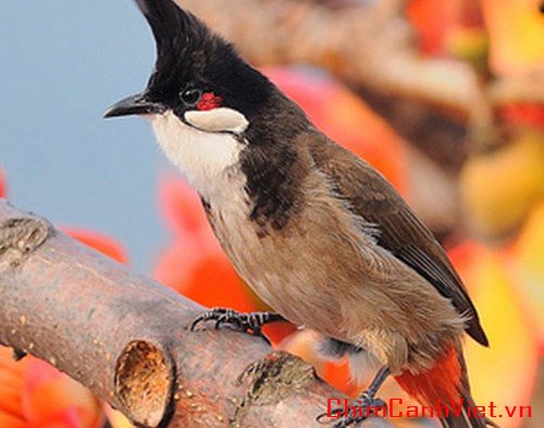 Chim Chào Mào má trắng: Cách chọn chim, thuần và chăm sóc chim
