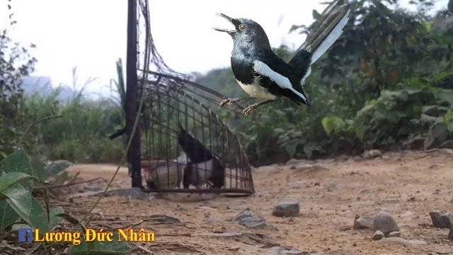 Chị Ngân cho chim chích choè than đá nhau kịch tính và lên clip ba con chim  thuộc - YouTube