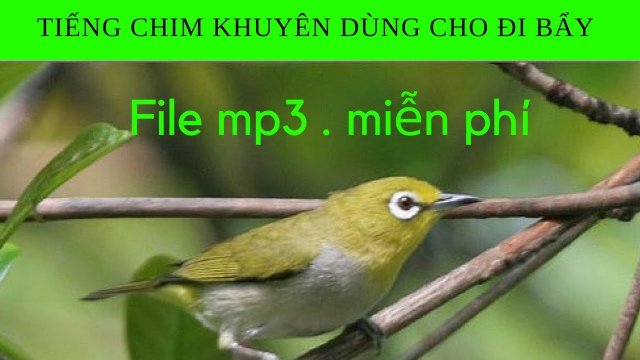 Club chim vành khuyên Cẩm Phả-Quảng Ninh | Facebook