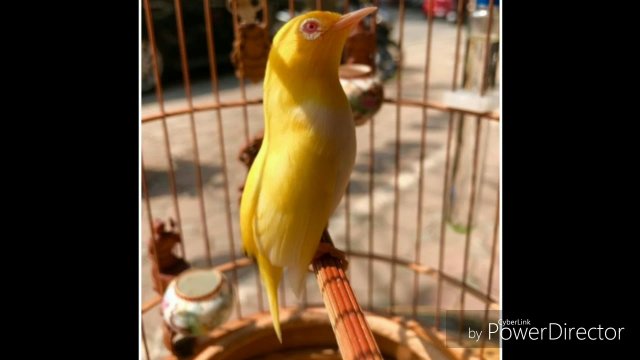 Chim vành khuyên và kỹ thuật nuôi chim như thế nào