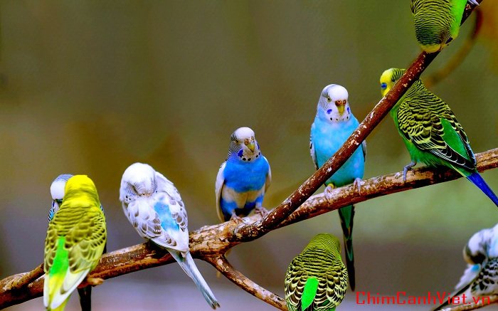 7038335-budgies-birds-budgerigar.jpg