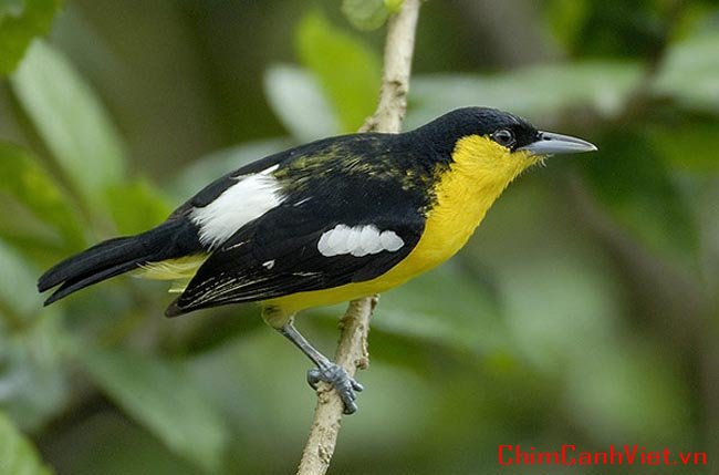 common_iora_male_nayankhano.jpg