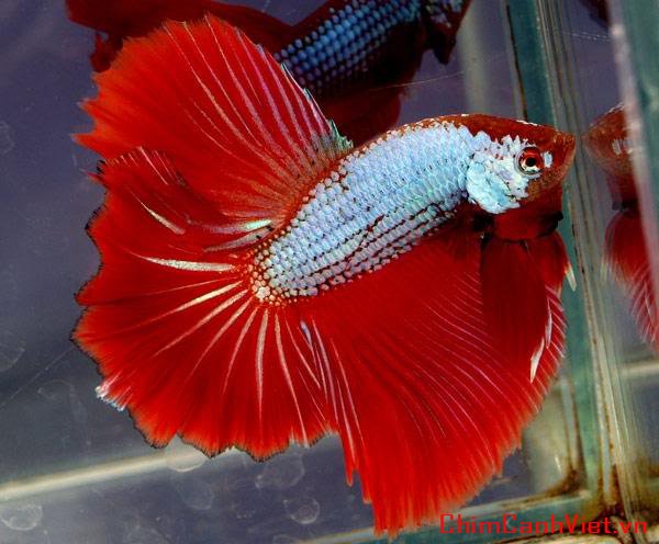 dragonbetta105.jpg