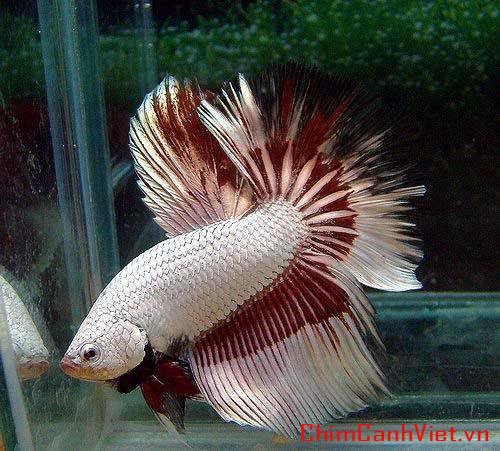 dragonbetta108.jpg