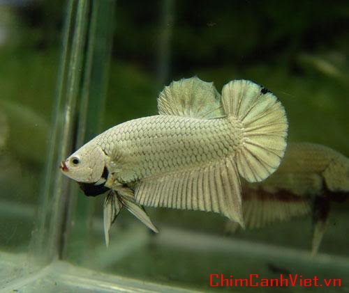 dragonbetta322.jpg