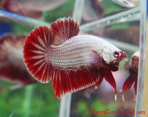 dragonbetta325.jpg