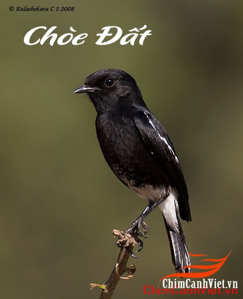 Pied-bushchat-male.jpg