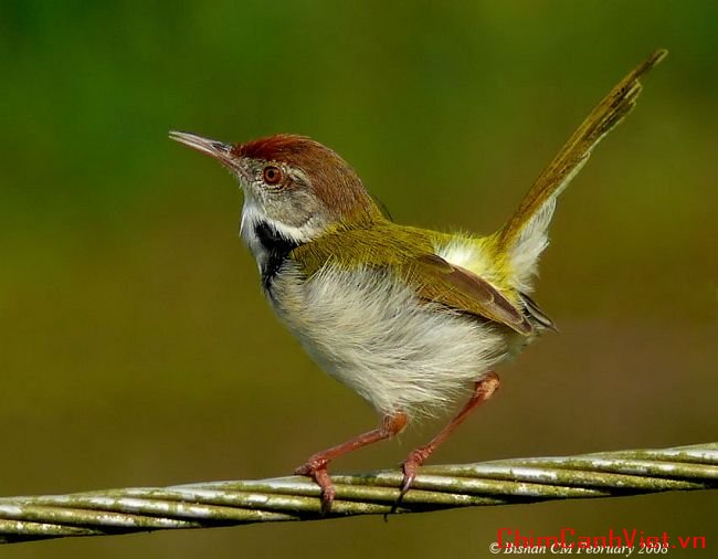 tailorbird_bm.jpg