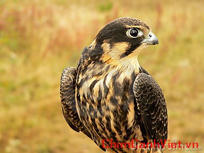 young-hobby-falcon-12468171.jpg