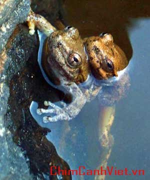 frog_love.jpg