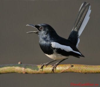 Oriental_Magpie_Robin_Copsychus_saularis-_Male_calling_in_the_rain_at_Kolkata_I_IMG_3746.jpg