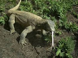 C__Data_Users_DefApps_AppData_INTERNETEXPLORER_Temp_Saved Images_imagesC38WC53Z.jpg