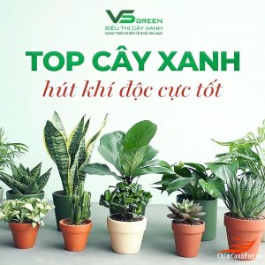 top-cay-xanh-hut-khi-doc-cuc-tot.jpg