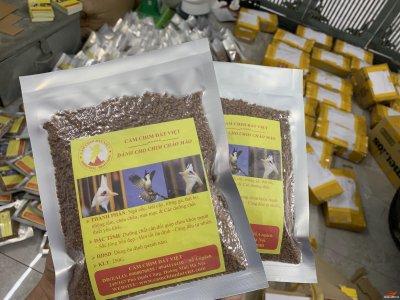 Cám Chào Mào cdv10.JPG