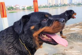 TrạichóRottweiler