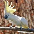 cockatoo2012