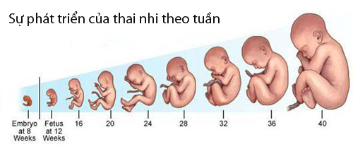 Quá trình phát triển thai nhi