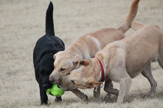 10 điều chỉ có một chủ sở hữu Labrador Retriever sẽ hiểu