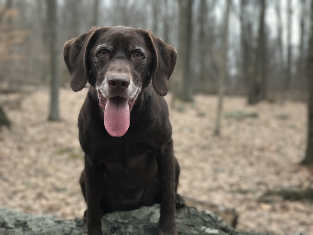 10 điều chỉ có một chủ sở hữu Labrador Retriever sẽ hiểu