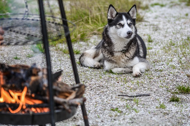 Giới thiệu về giống chó Siberian Husky