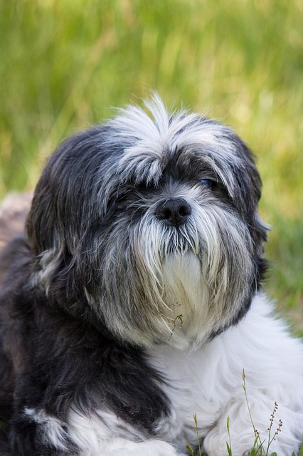 Giới thiệu loài chó Shih Tzu