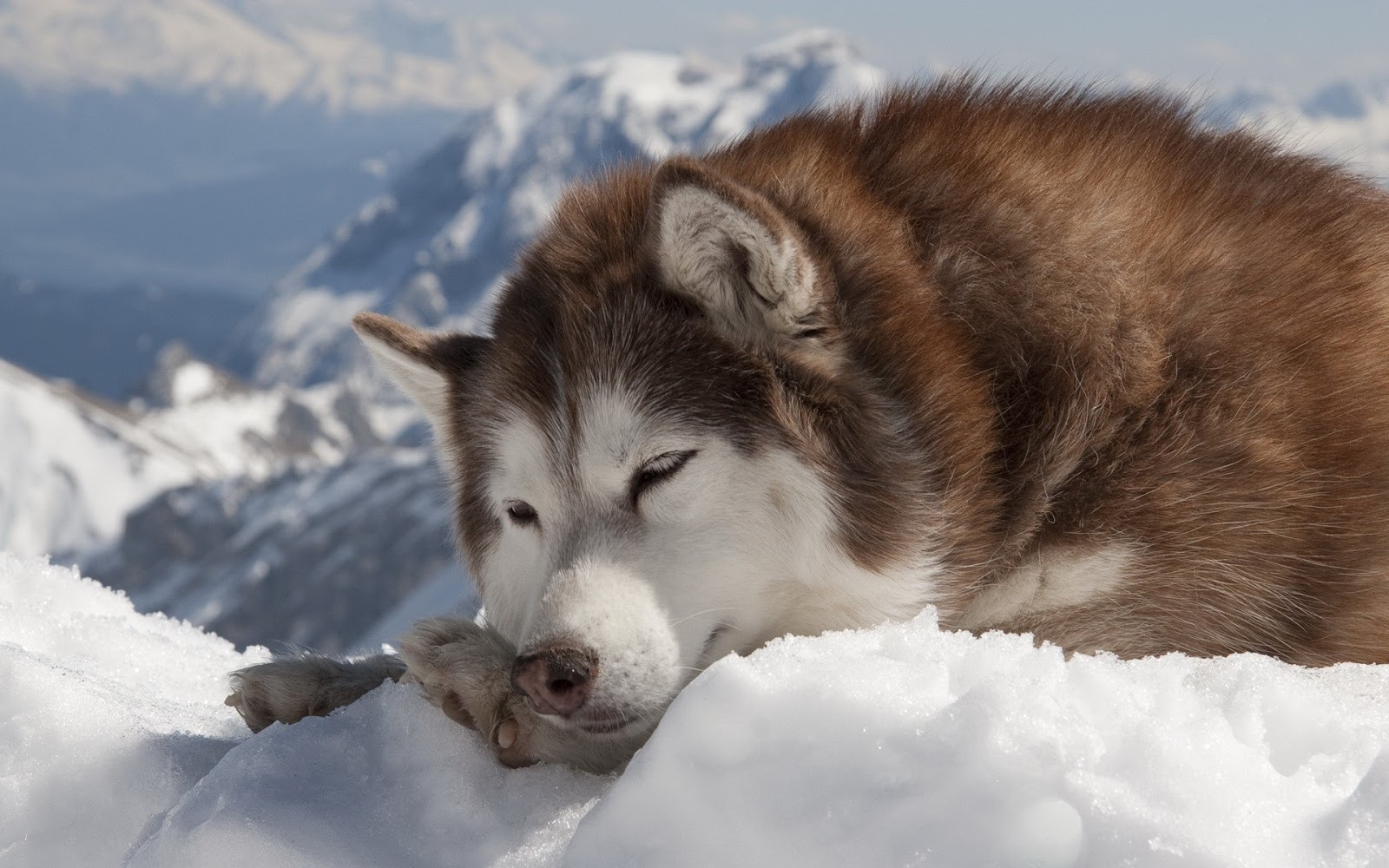 Giới thiệu về giống chó Siberian Husky