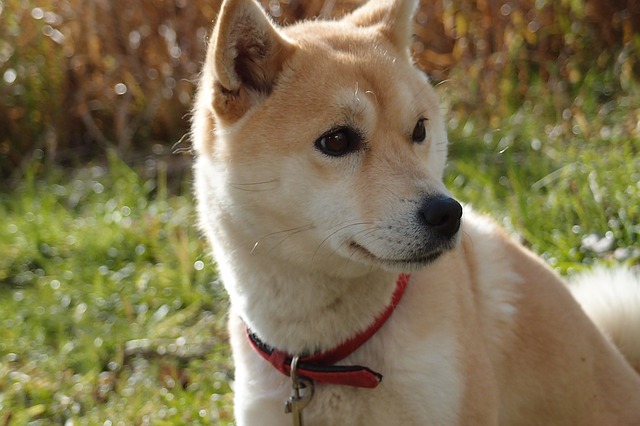 Loài cho Shiba Inu