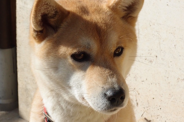 Loài cho Shiba Inu