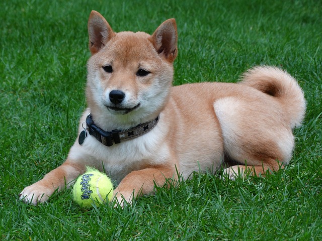 Loài cho Shiba Inu