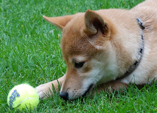 Loài cho Shiba Inu