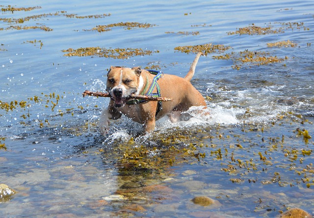 Chó Pit Bull là gì?