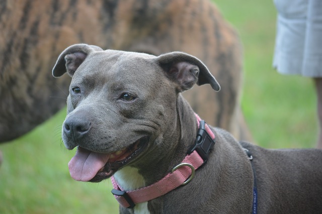 Tính cách của một Pit Bull Dog Breeds