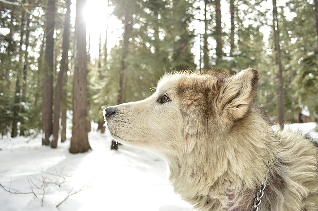 Giới thiệu loài chó Alaskan Malamute