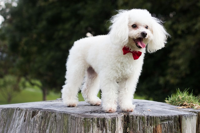 Giới thiệu chó săn vịt poodle