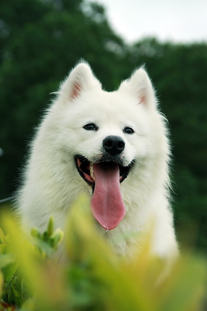 Giới thiệu loài chó Samoyed