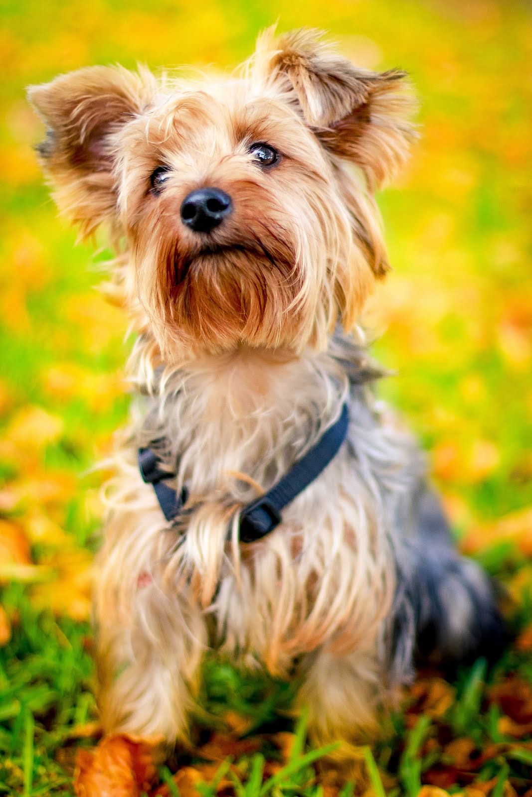 Yorkies có thể đã là cảm hứng cho Toto