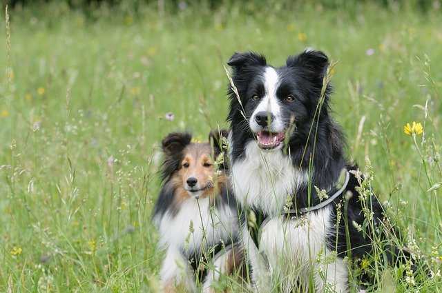 Shetland Sheepdog