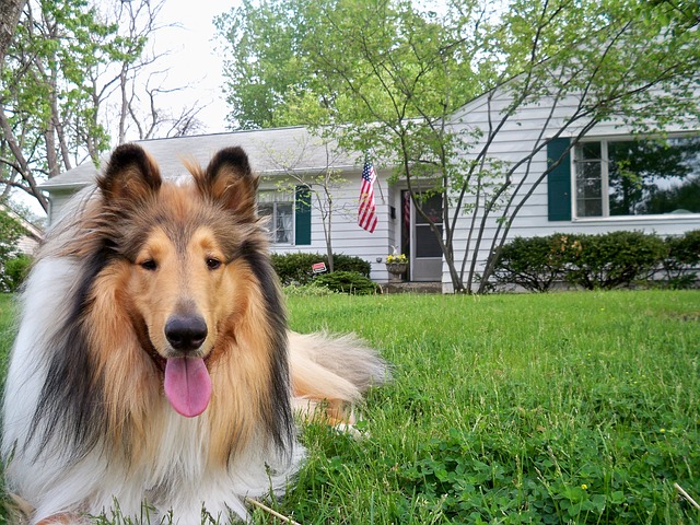 Rough Collie