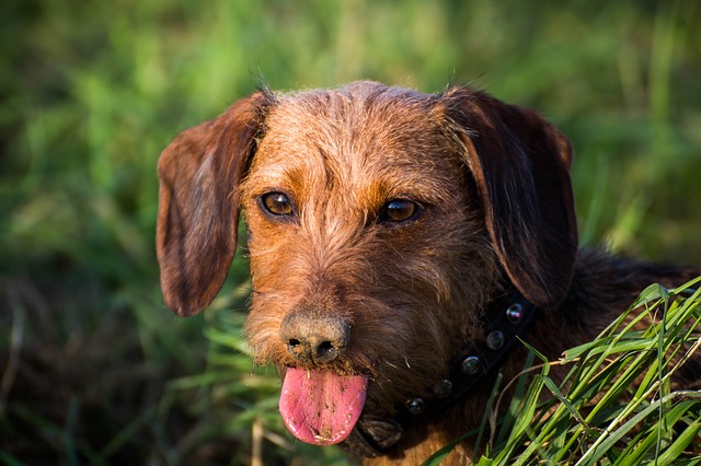 Giống Chó Dachshund