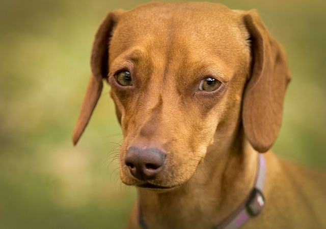 Nguồn gốc Giống Chó Dachshund