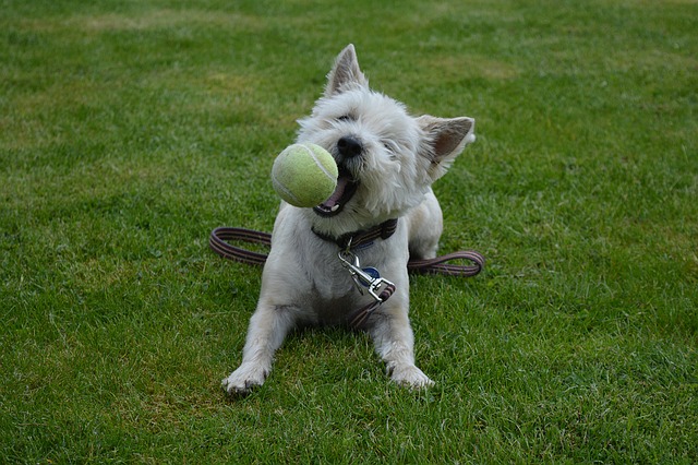 Cairn Terrier