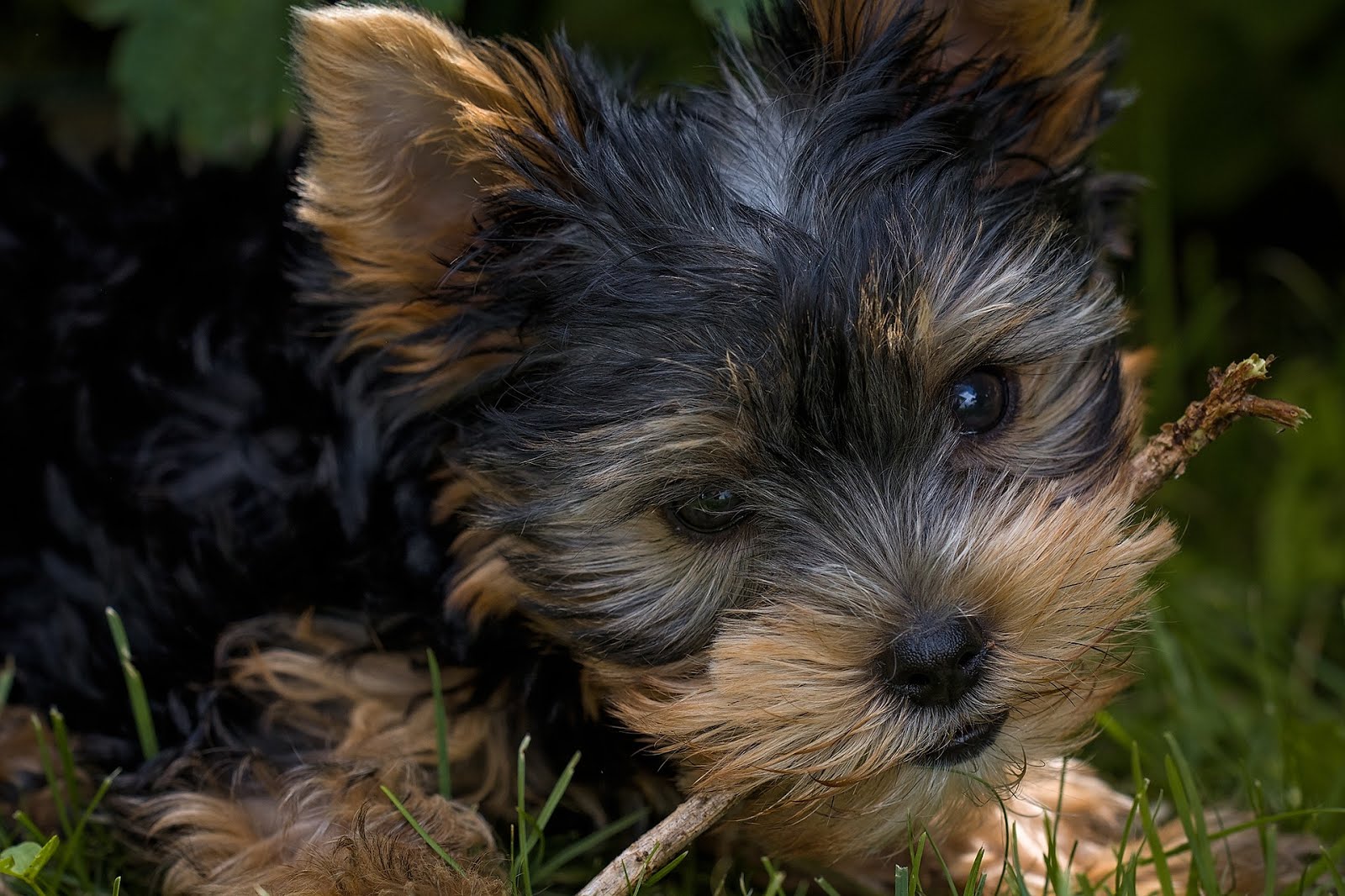 Yorkies Là "Tomboy Toy"