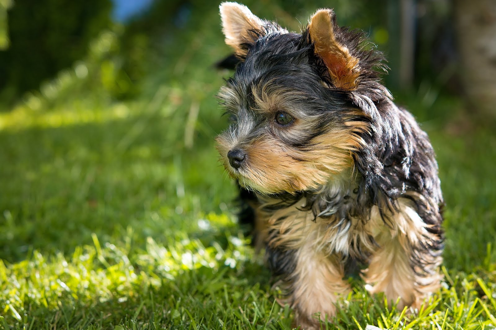 Yorkies có một nền màu xanh cổ