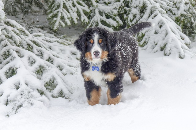 Chó núi Bernese