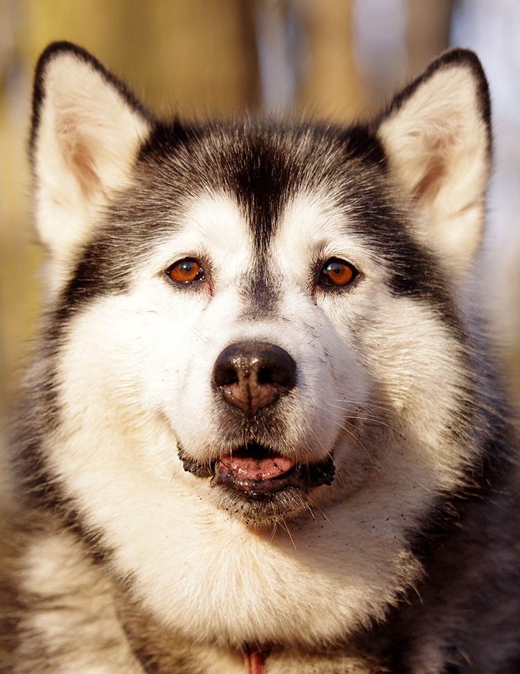 Giống chó Pomsky