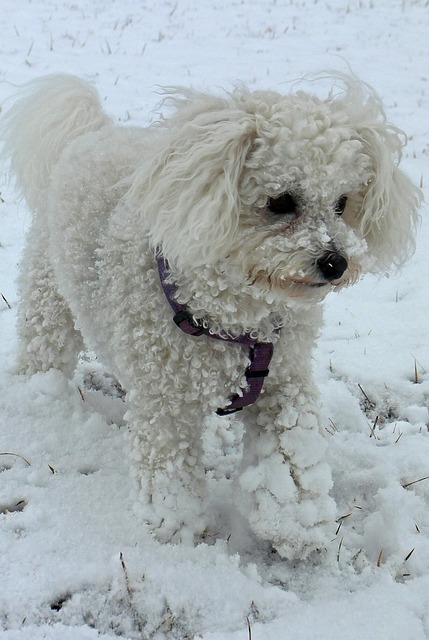 Bichon Frisé