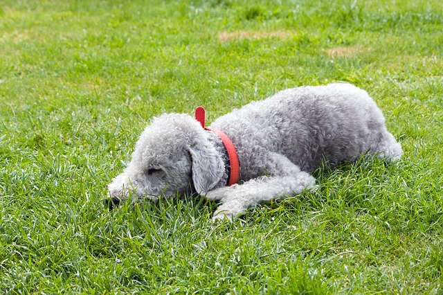 Bedlington Terrier