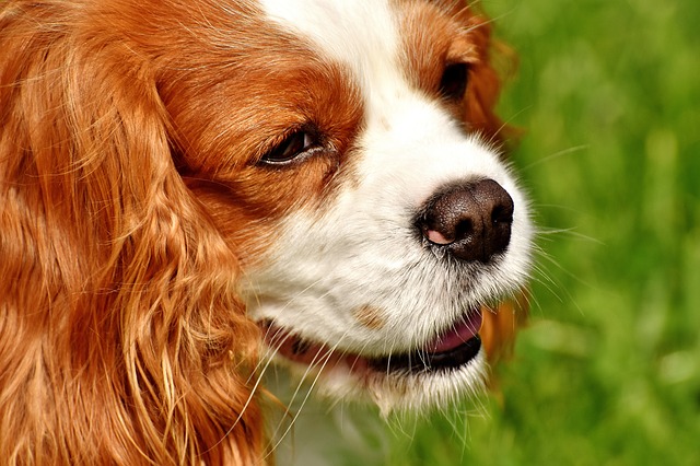 Cavalier King Charles Spaniel